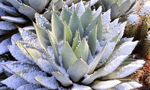 Cold-Hardy Agaves, Frost Tolerant agaves, Hardy Agaves